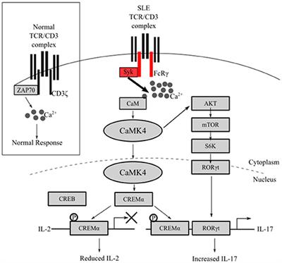 Calcium/Calmodulin Kinase IV Controls the Function of Both T Cells and Kidney Resident Cells